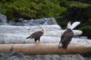 Eagles in Broken Islands: West Coast Vancouver Island, July 2016